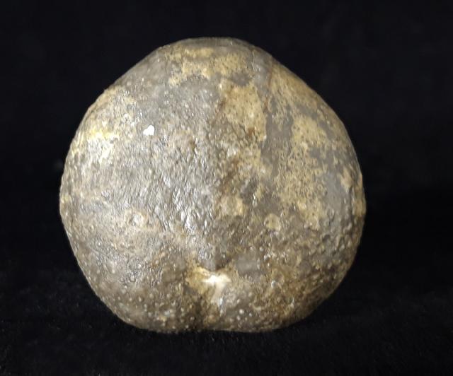 Micraster brevis DESOR in AGASSIZ & DESOR 1847 - Bild © FossNet FossilienStore